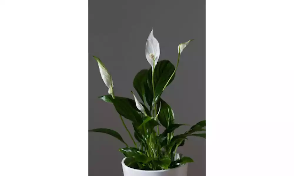 Peace lily plant
